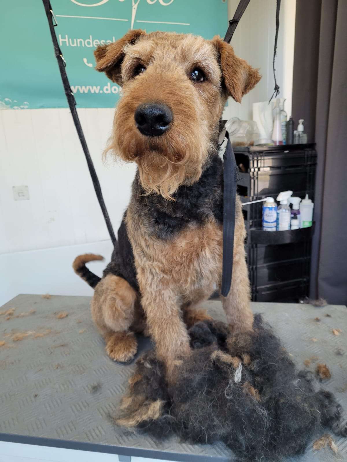 Airedale Terrier mit rassegerechtem Trimm-Schnitt beim Hundesalon in Nenzing, Vorarlberg
