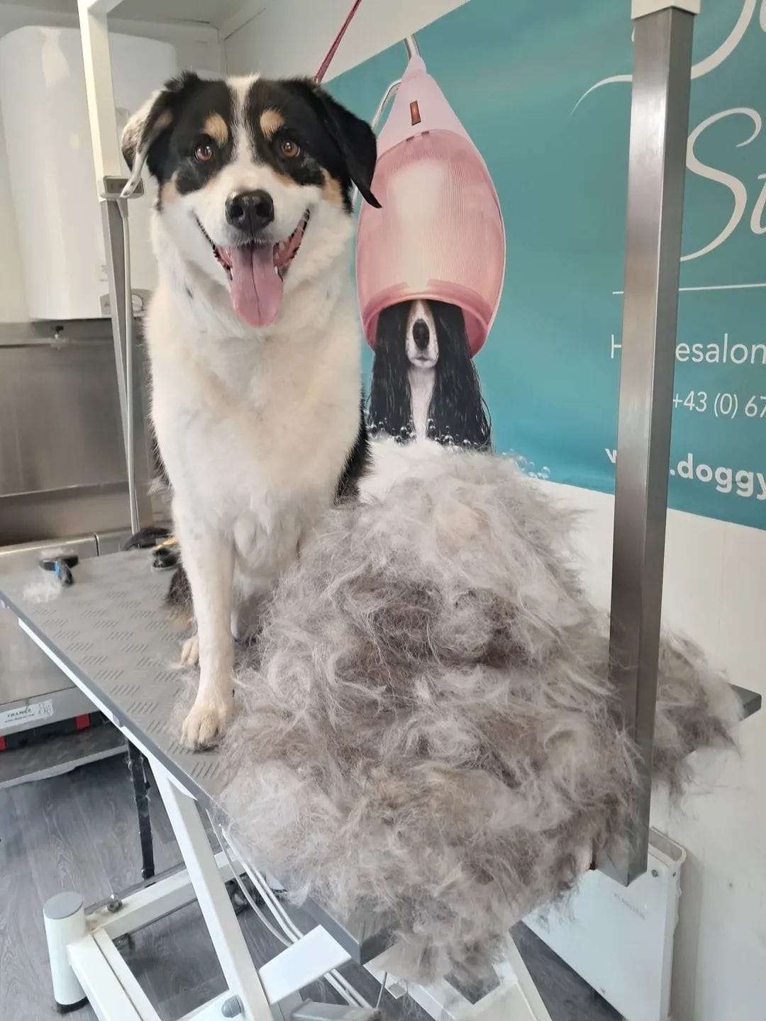 Border Collie Mischling nach dem Entfilzen mit großer Unterwolle-Menge in Nenzing