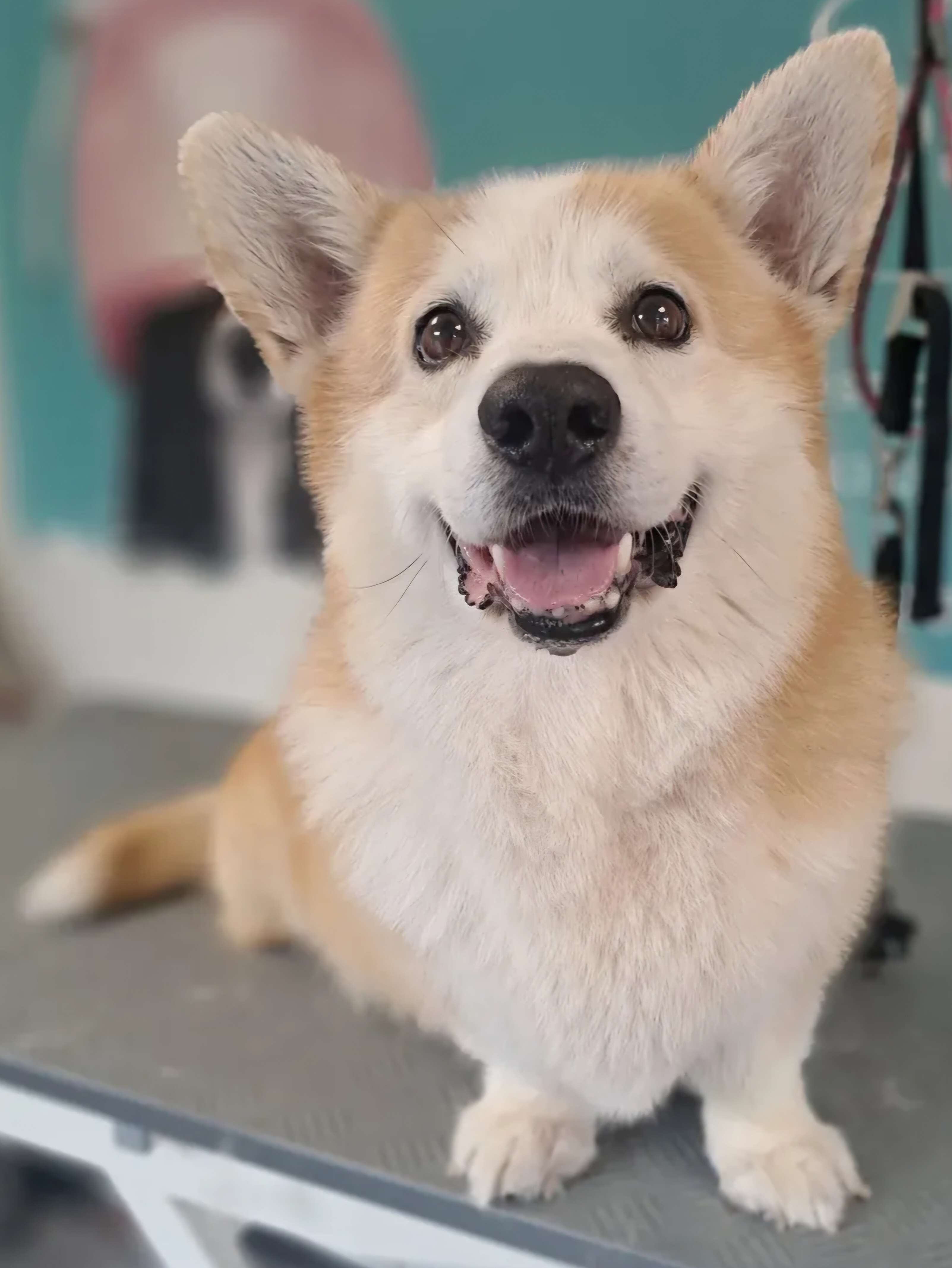 Corgi mit frisch gestylter Frisur beim Hundefriseur Doggy Style in Nenzing