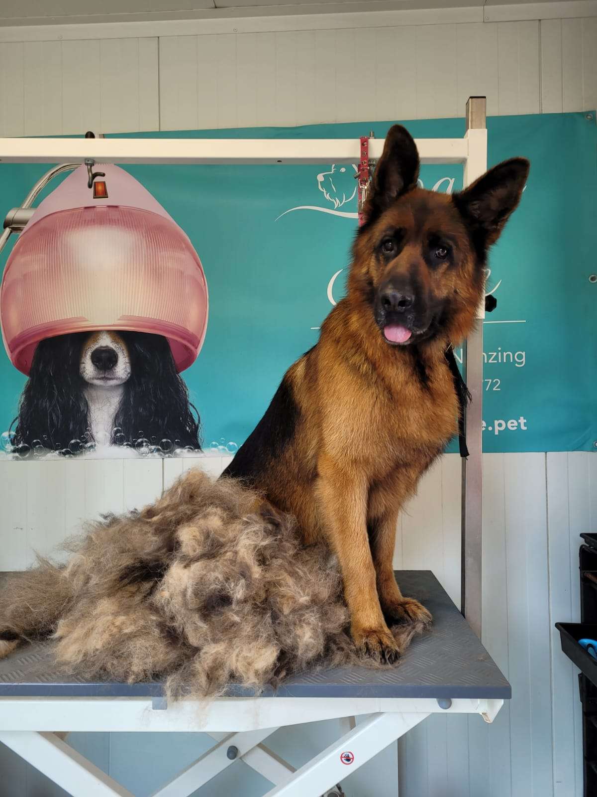Deutscher Schäferhund nach dem Entfilzen und Baden beim Hundefriseur Doggy Style in Nenzing