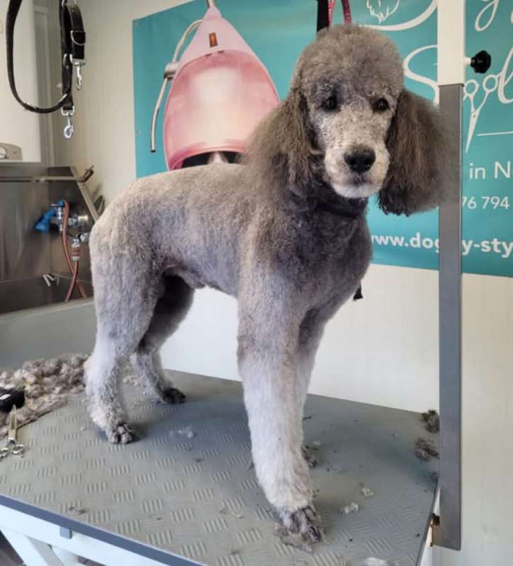 Großpudel frisch geschoren im Doggy Style Hundesalon in Nenzing