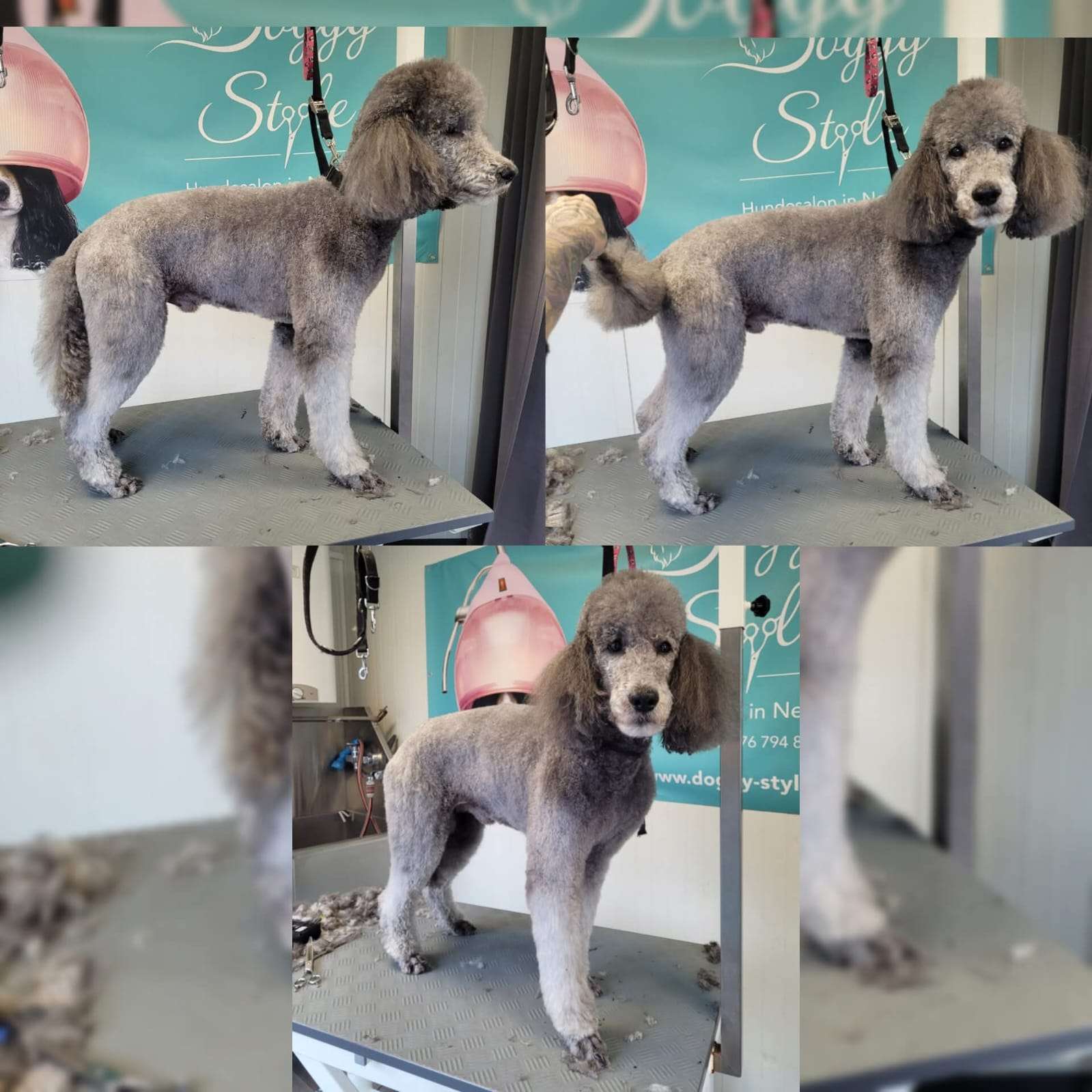 Großpudel mit rassetypischem Schermuster nach dem Scheren beim Hundefriseur Vorarlberg