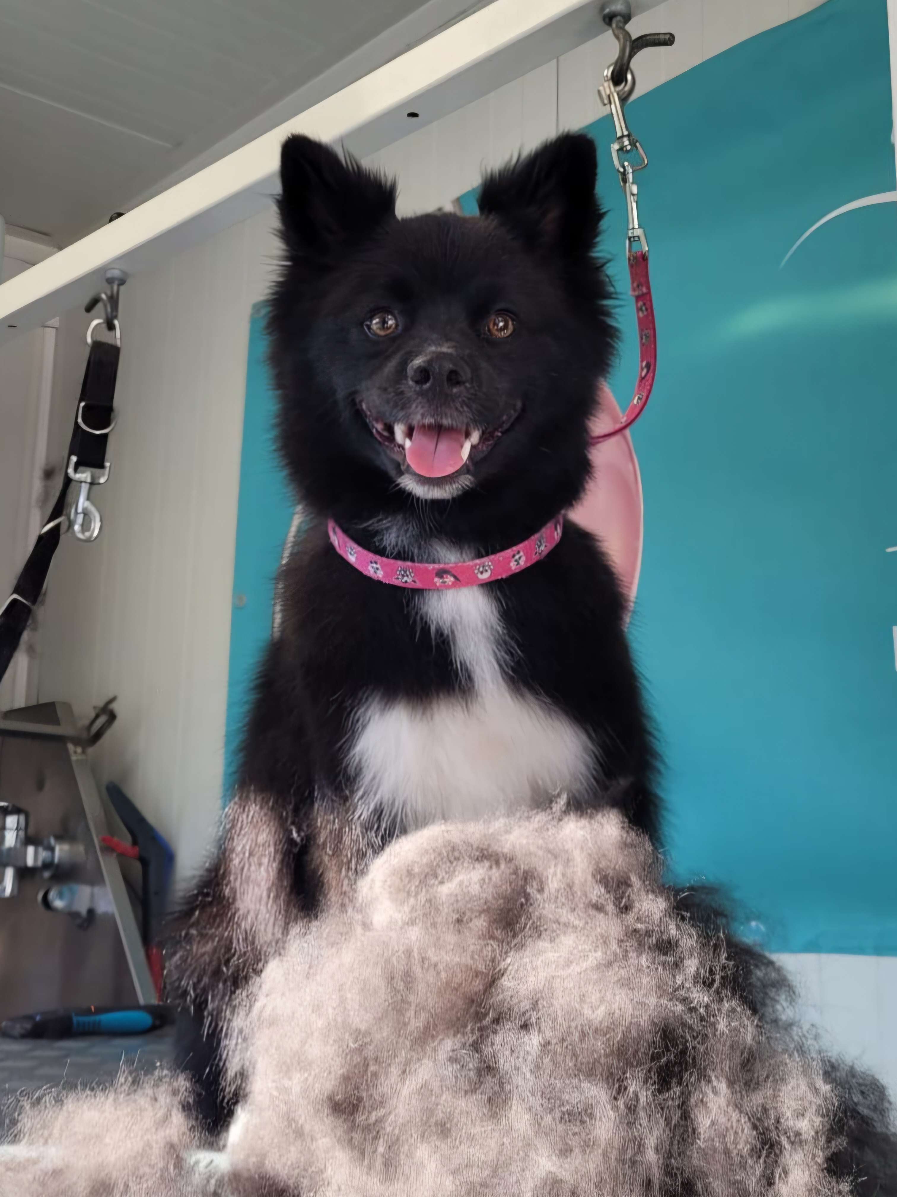Schwarzer Hund mit weißer Brust nach dem Entfilzen, davor die ausgekämmte Unterwolle im Hundesalon Doggy Style Nenzing