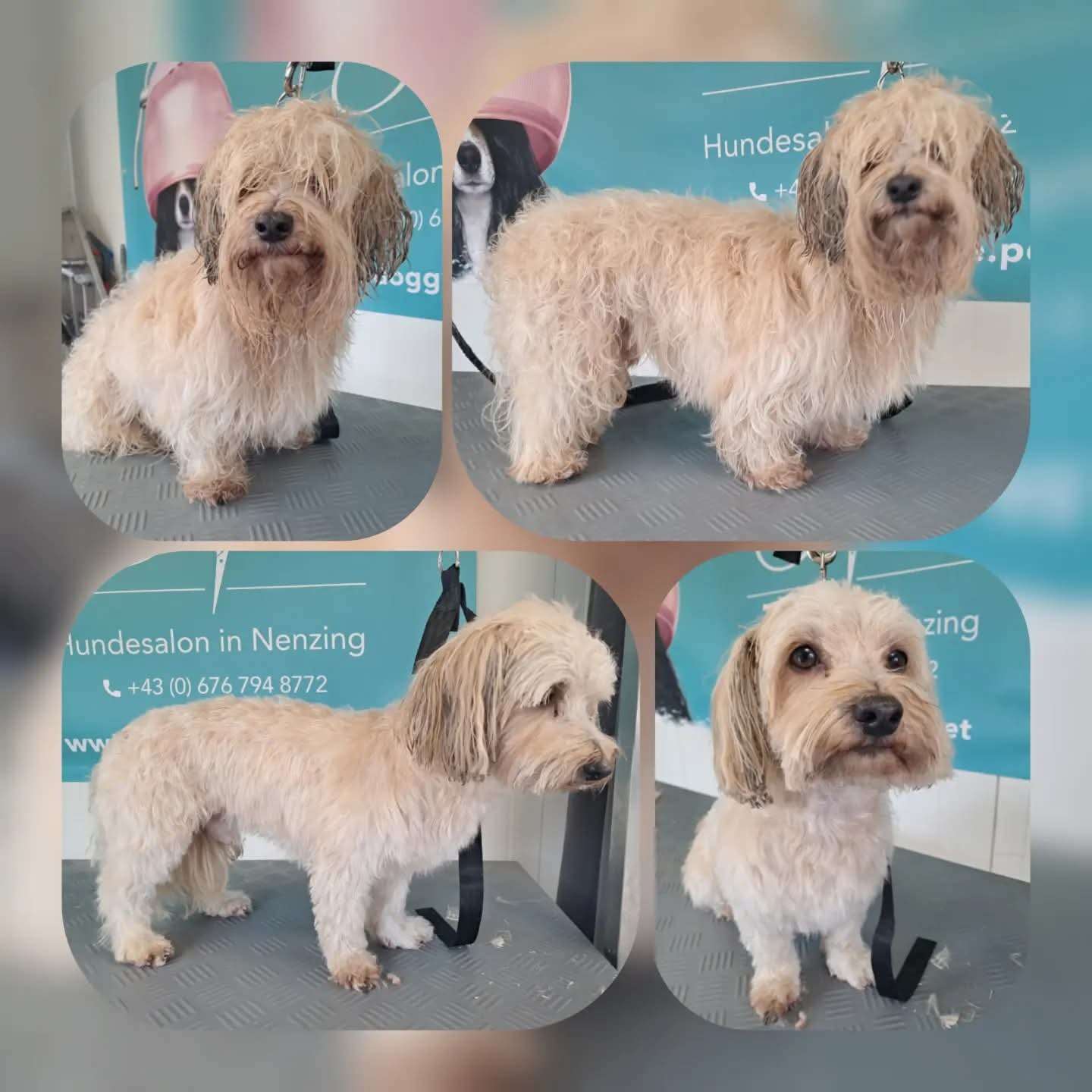 Kleiner Mischlingshund vor und nach dem Waschen und Fönen beim Hundefriseur Nenzing