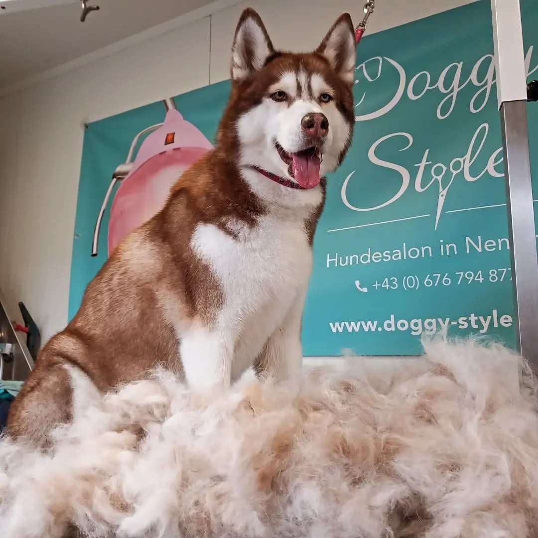 Sibirischer Husky nach professionellem Bürsten und Entfilzen der Unterwolle in Nenzing