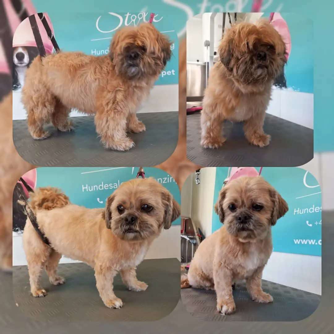 Shih Tzu mit frisch geschnittenem Fell und Kopfschnitt beim Hundesalon Doggy Style