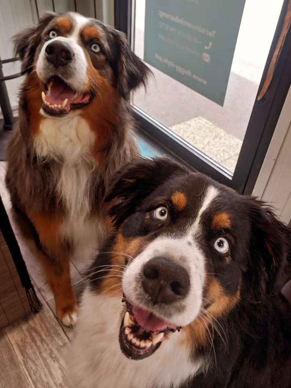 Zwei Hunde mit dreifarbigem Fell am Empfang des Hundesalons Doggy Style in Nenzing